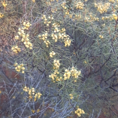 Acacia colletioides