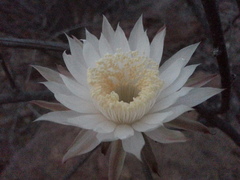 Peniocereus striatus