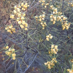Acacia colletioides