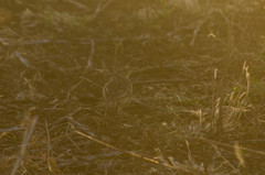 Mirafra rufocinnamomea