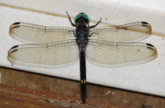 Micrathyria atra