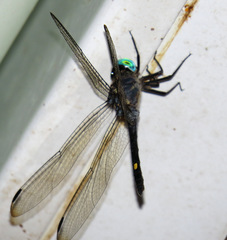 Micrathyria atra