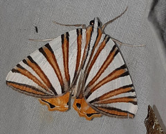 Pityeja histrionaria