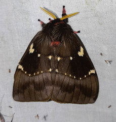 Paradirphia andicola