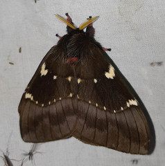 Paradirphia andicola