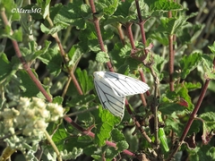 Neuromelia selectata