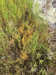 Cuscuta harperi