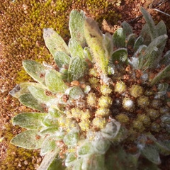 Actinobole