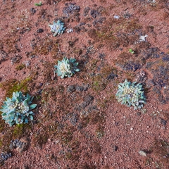 Actinobole