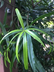 Podocarpus nakaii
