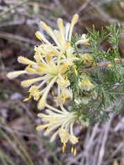 Petrophile serruriae