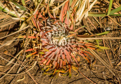 Psammotropha myriantha