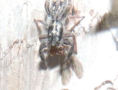 Holoplatys semiplanata