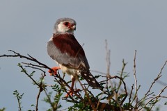 Polihierax semitorquatus