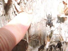 Holoplatys semiplanata