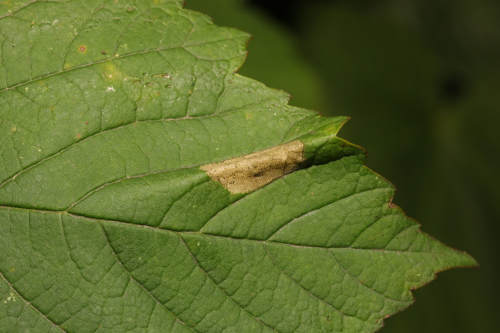 Sycamore Midget