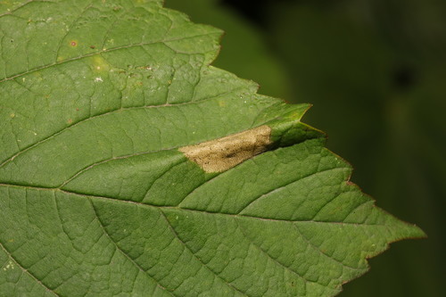 Sycamore Midget