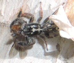 Holoplatys semiplanata