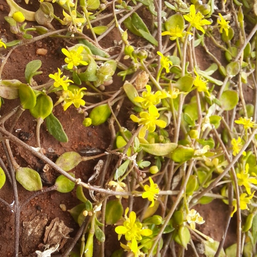 Cuphonotus andraeanus