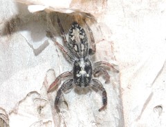 Holoplatys semiplanata