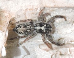 Holoplatys semiplanata