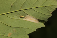 Phyllonorycter geniculella