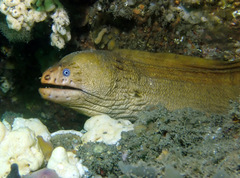 Brown Reef Eel photo 3