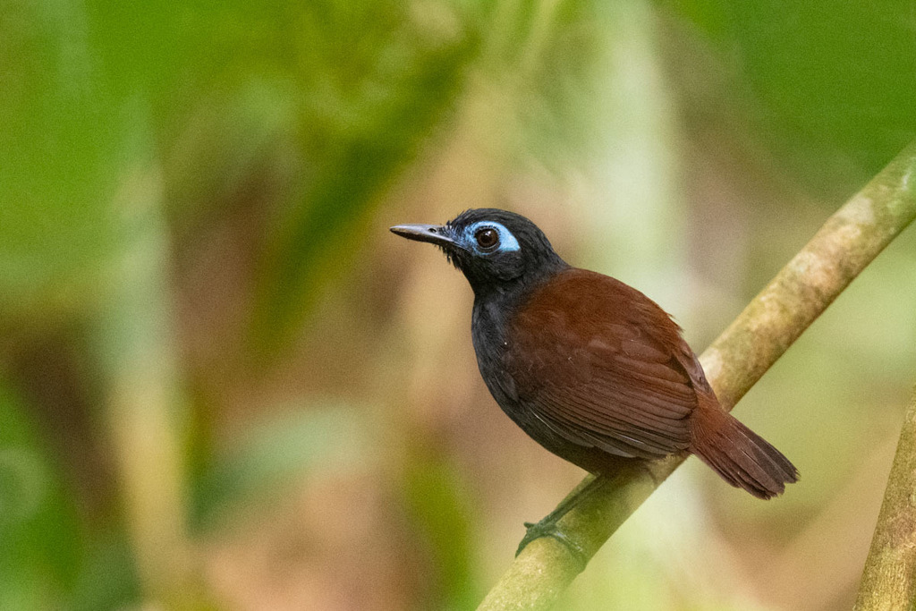 Chestnut-backed Antbird photo