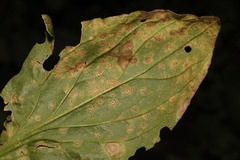 Puccinia behenis