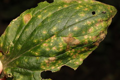 Puccinia behenis