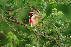 Rhodophoneus cruentus