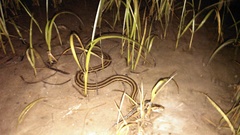 Nerodia clarkii clarkii