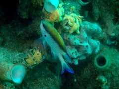 Chromis nitida