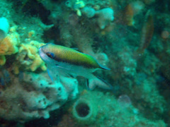Chromis nitida