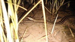 Nerodia clarkii clarkii