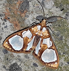 Glyphodes grandisalis