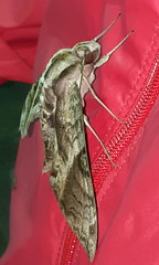 Eumorpha cissi
