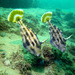 Yellowfin Leatherjacket - Photo (c) Harry Rosenthal, some rights reserved (CC BY-NC), uploaded by Harry Rosenthal