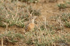 Chersomanes albofasciata beesleyi