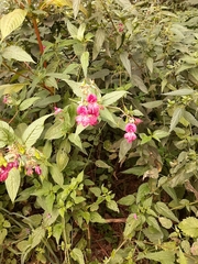Impatiens glandulifera