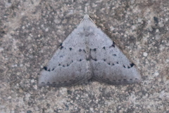 Dichromodes usurpatrix