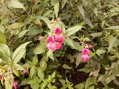 Impatiens glandulifera