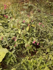 Impatiens glandulifera