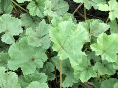 Malva pusilla