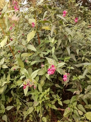 Impatiens glandulifera