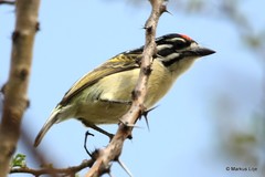 Pogoniulus pusillus