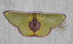 Synchlora astraeoides