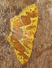 Melinodes fulvitincta