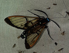Cosmosoma joavana