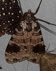 Elysius melanoplaga